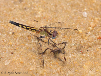 Erythrodiplax minuscula, female